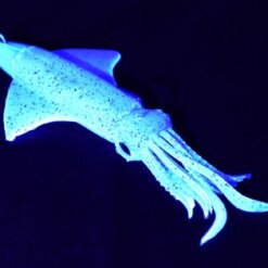 Alternative view of GT-BIO KALAMY SQUID 175